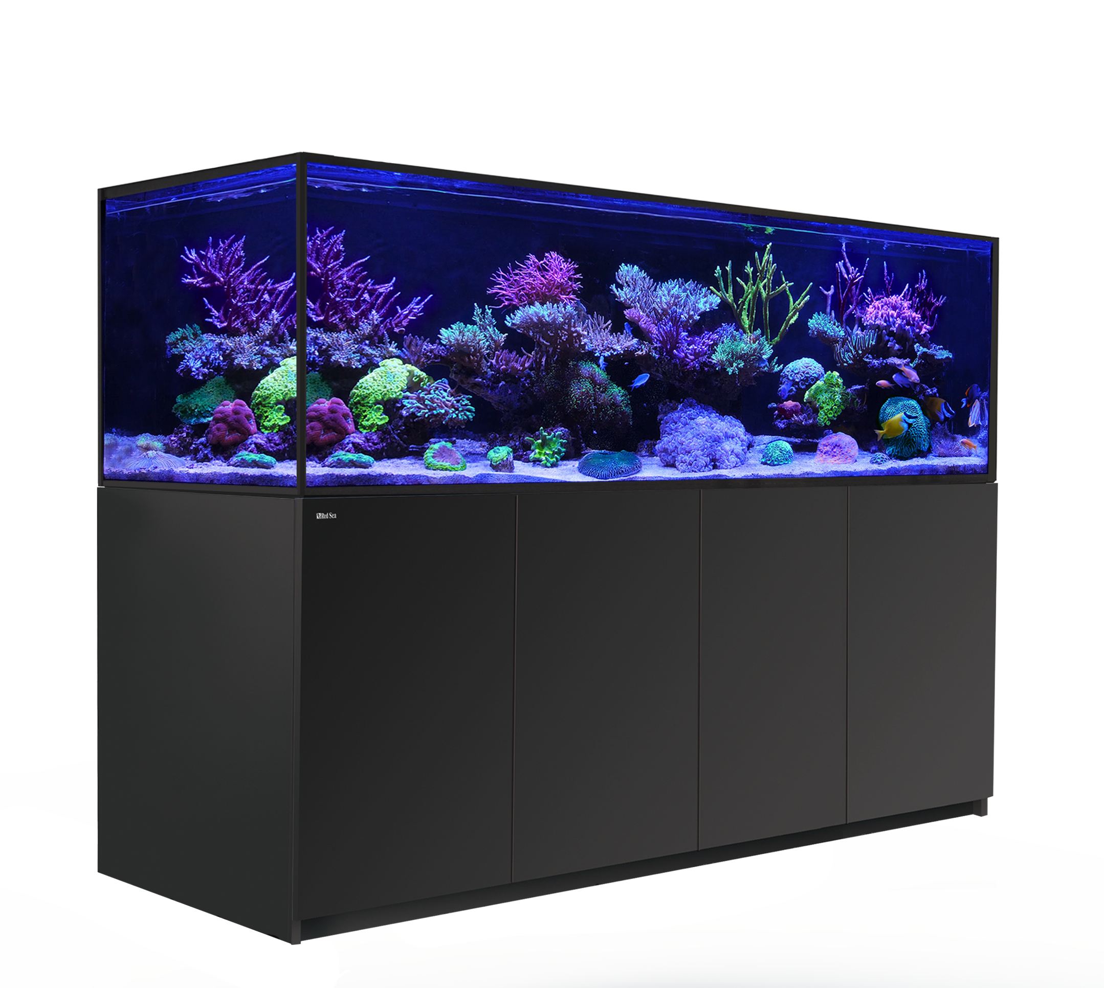 Marine Aquarium 3 Black Background (4K) 